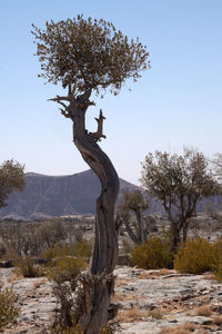 View of bare tree against clear sky