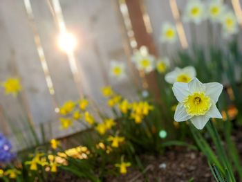 Close-up of yellow flowering plant