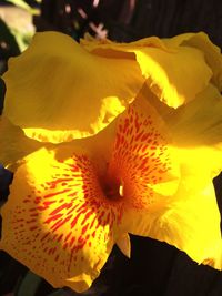 Close-up of yellow hibiscus blooming outdoors
