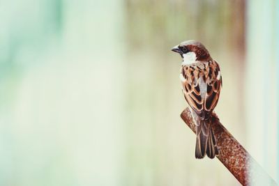 Close-up of sparrow perching on rusty rod