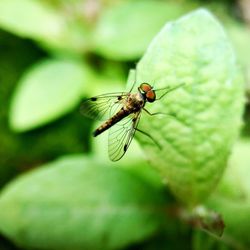 Close-up of insect on leaf