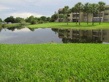 Reflection of trees in water
