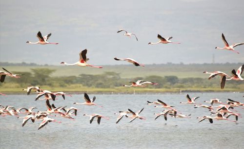 Flock of flamingos in flight over water