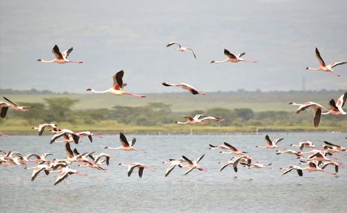 Flock of seagulls flying over sea