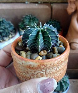 Close-up of hand holding potted plant