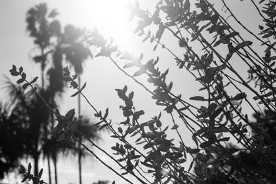 Low angle view of plants against clear sky