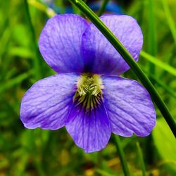 Close-up of purple flowers