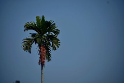 Low angle view of palm tree against clear blue sky