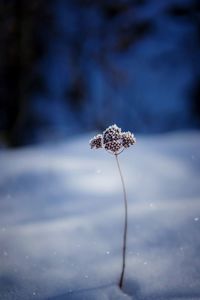 Close-up of flower against blurred water