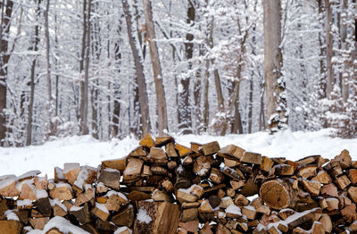 Stack of logs in forest during winter