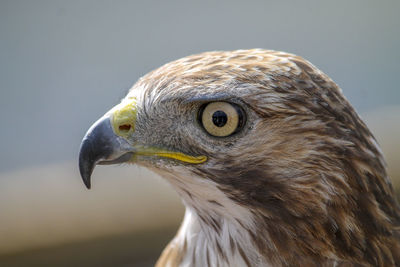 Close-up of eagle