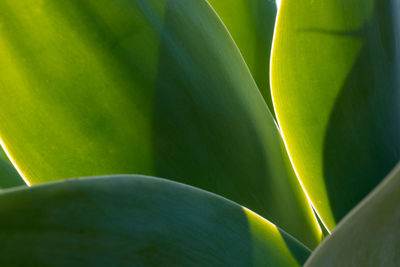 Close-up of green leaves