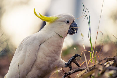 Close-up of sulphur crested cockatoo on field