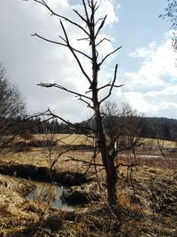 Bare tree on landscape against sky