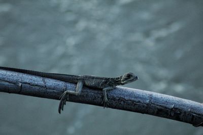 Close-up of lizard on branch against blurred background