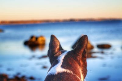 Close-up of dog at beach against sky