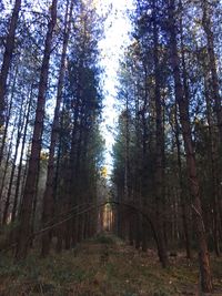 Low angle view of trees in forest