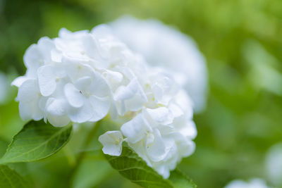 Close-up of white flowering plant