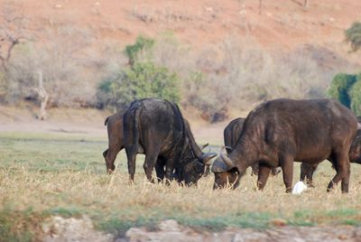 Horses grazing in a field