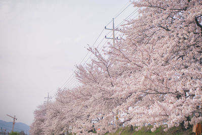 Low angle view of cherry blossoms against sky