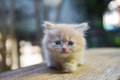 Lovely munchkin cat walking, countryside of thailand.