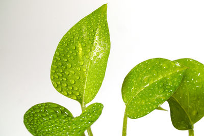 Close-up of wet green leaves against white background