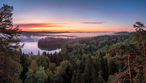 Scenic view of forest against sky during sunset