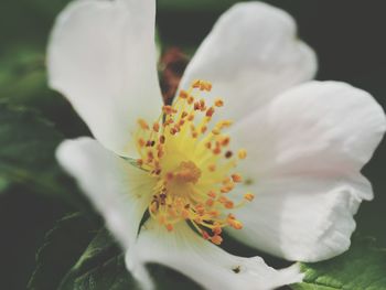 Close-up of white flower blooming