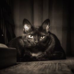 Portrait of cat relaxing on sofa at home