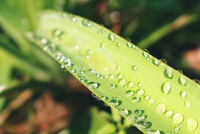 Close-up of water drops on leaf