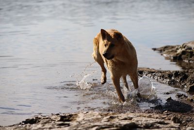 Dog running in water at beach