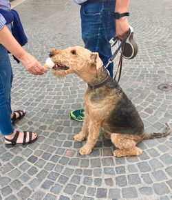 Low section of people with dog on footpath