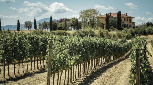 Panoramic shot of vineyard on field against sky