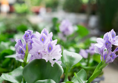 Close-up of purple flowering plant