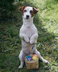 Portrait of dog sitting on field