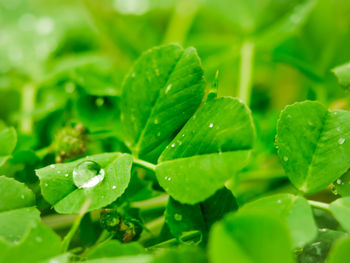 Full frame shot of water drops on plant