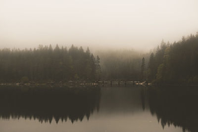 Reflection of trees in water