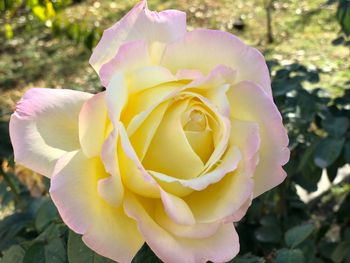 Close-up of pink rose