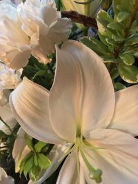 Close-up of white flowering plant