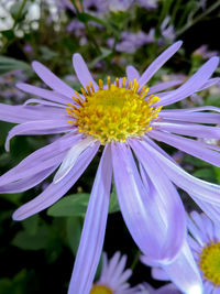 Close-up of purple flower blooming outdoors