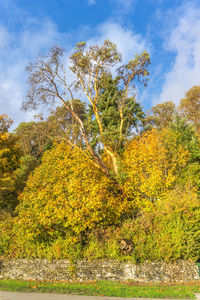 Trees in forest against sky during autumn