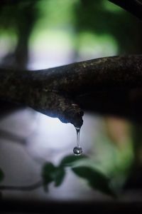 Close-up of water drops on tree