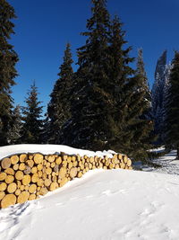 Pine trees on snow covered field against sky