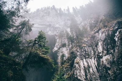 Scenic view of forest