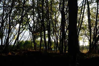 Trees in forest