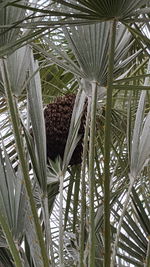 Close-up of palm trees