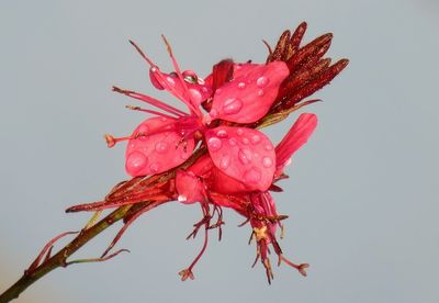 Close-up of wet red flower against white background