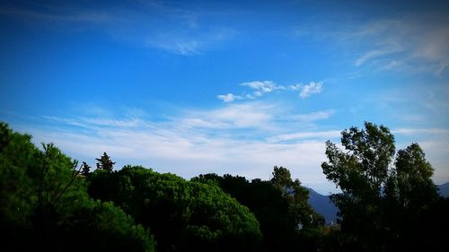 Low angle view of trees against blue sky