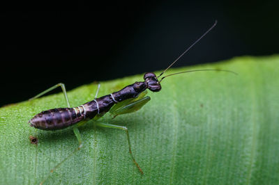 Close-up of insect