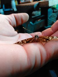 Close-up of butterfly on hand